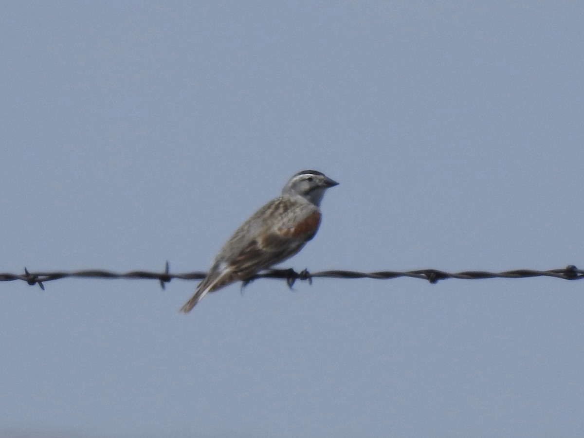 Thick-billed Longspur - ML620762620