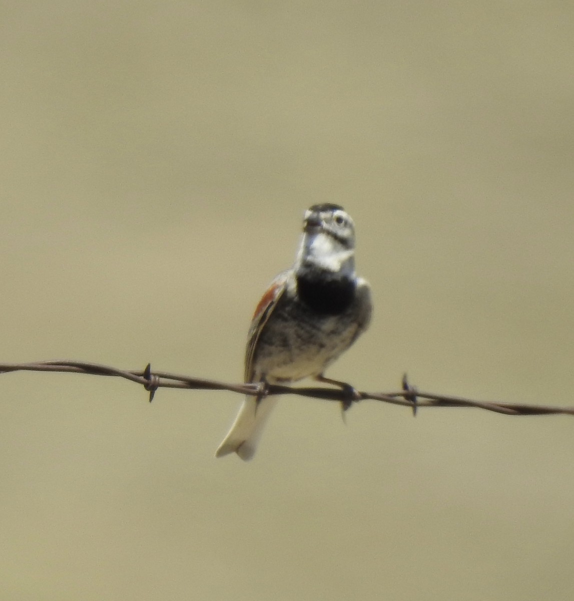 Thick-billed Longspur - ML620762621
