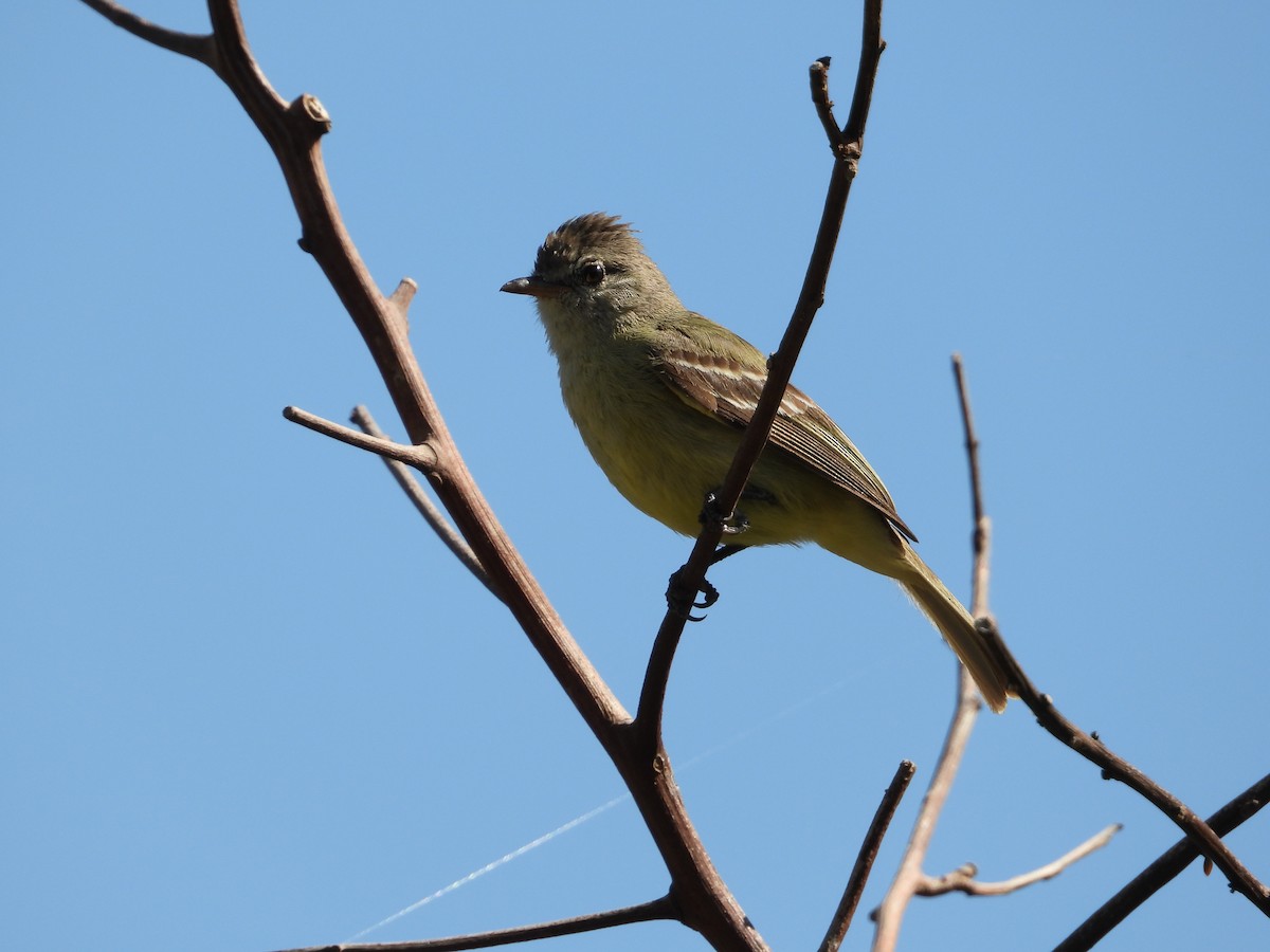 Yellow-bellied Elaenia - ML620762622