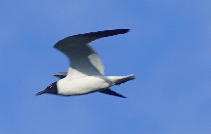 Mouette atricille - ML620762625