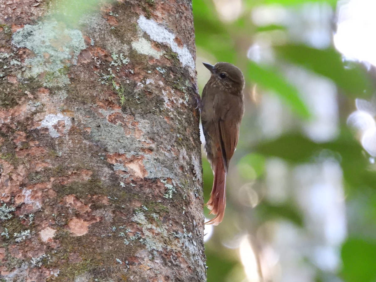 Wedge-billed Woodcreeper - ML620762628