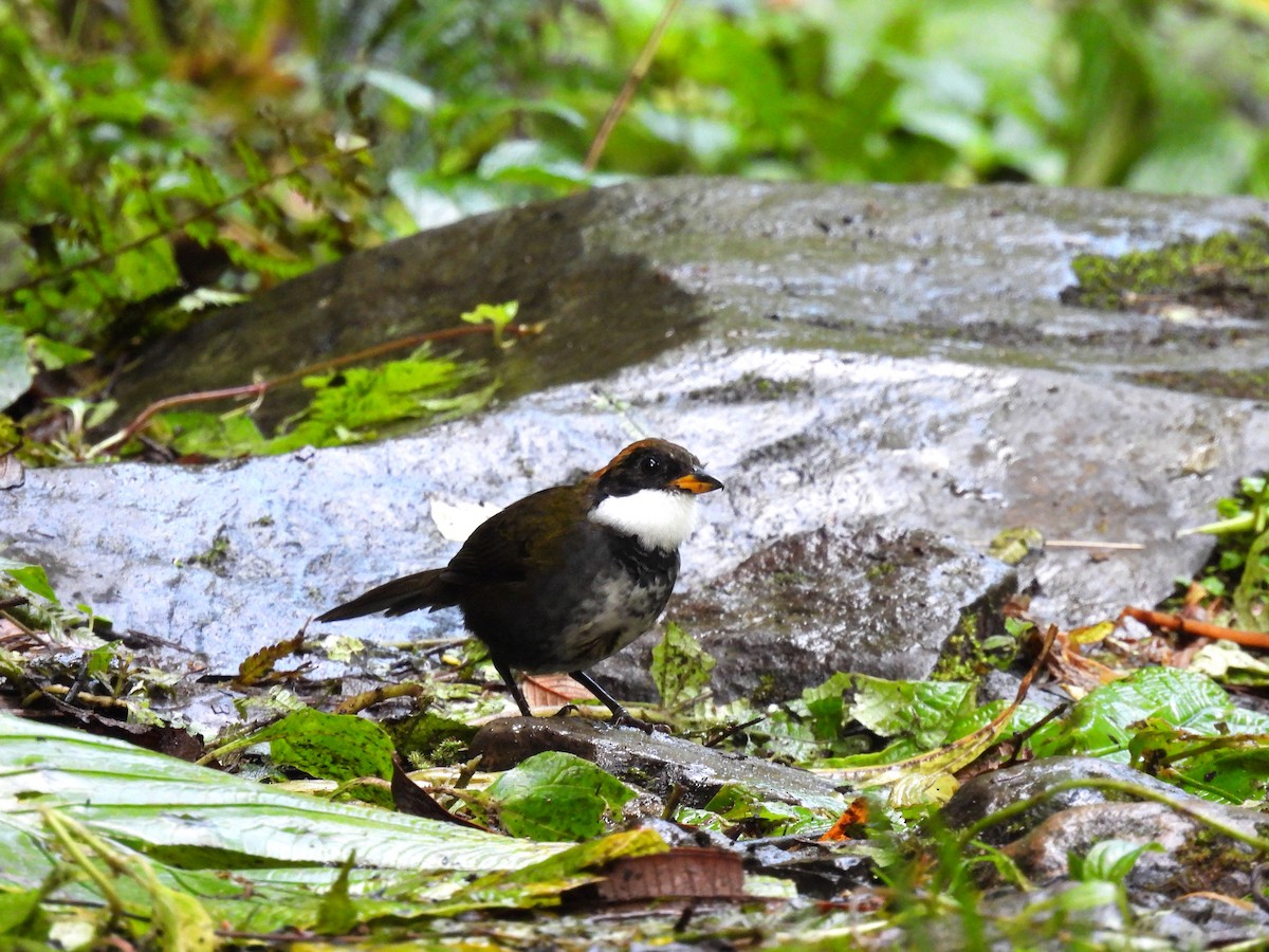 クリボウシヤブシトド - ML620762630