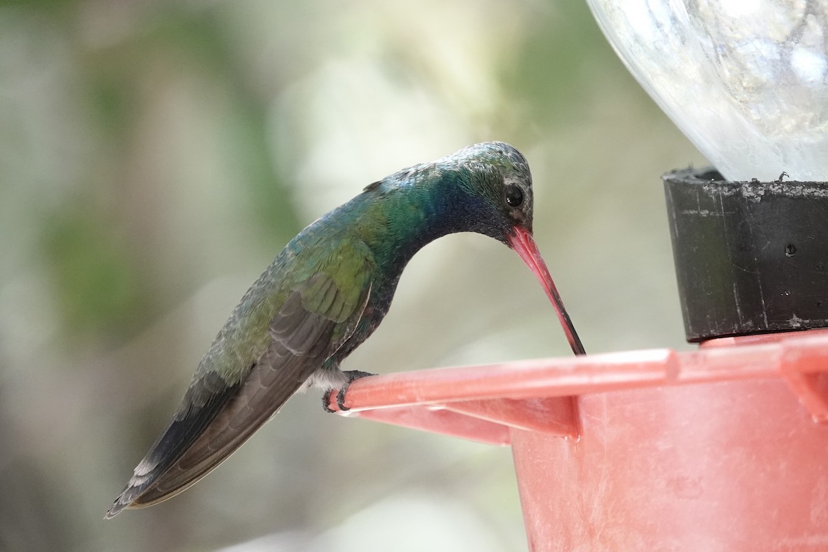 Broad-billed Hummingbird - George Wallace