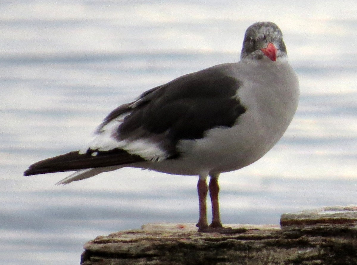 Gaviota Patagona - ML620762645