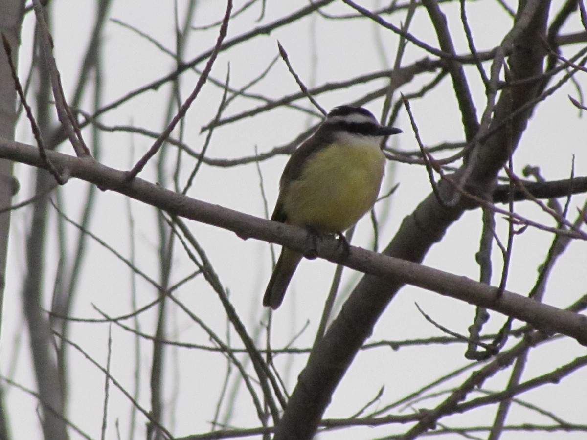 Great Kiskadee - ML620762646