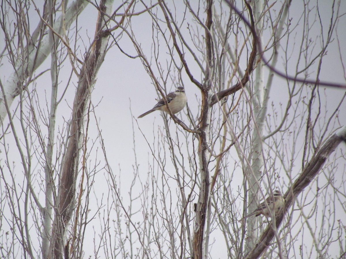 Chalk-browed Mockingbird - ML620762657