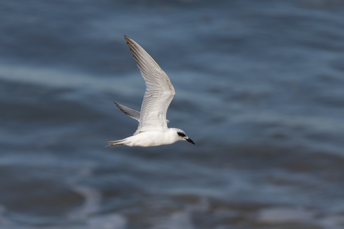 Australian Tern - ML620762659