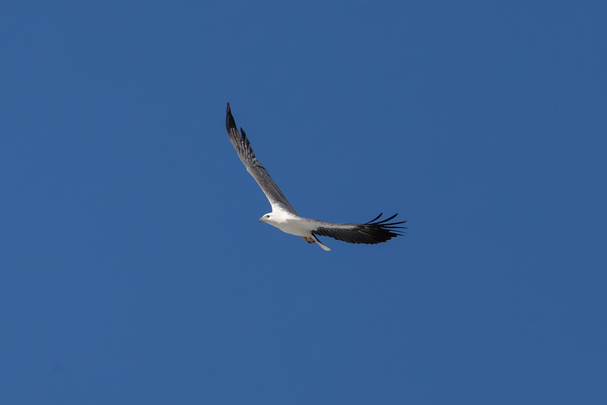 White-bellied Sea-Eagle - ML620762662