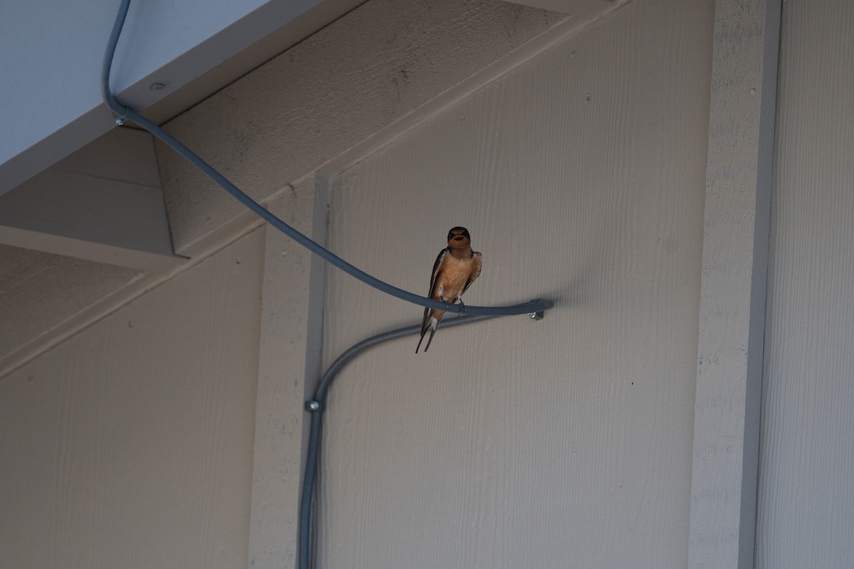 Barn Swallow - ML620762670