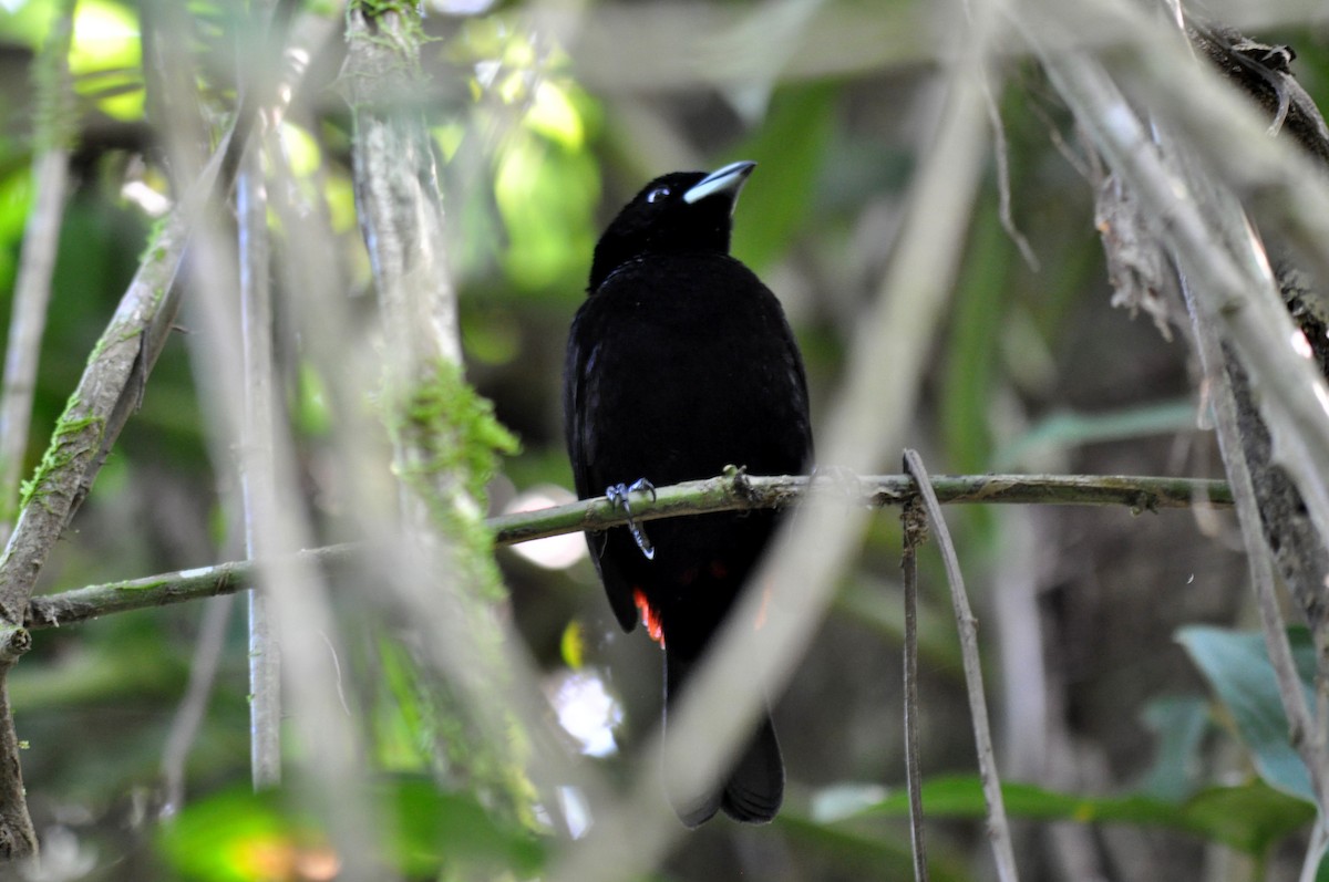 Scarlet-rumped Tanager (Passerini's) - ML620762673