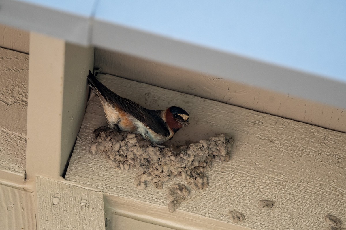 Cliff Swallow - ML620762674