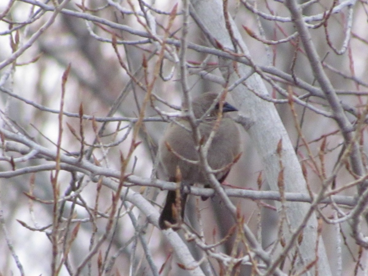 Grayish Baywing - ML620762675