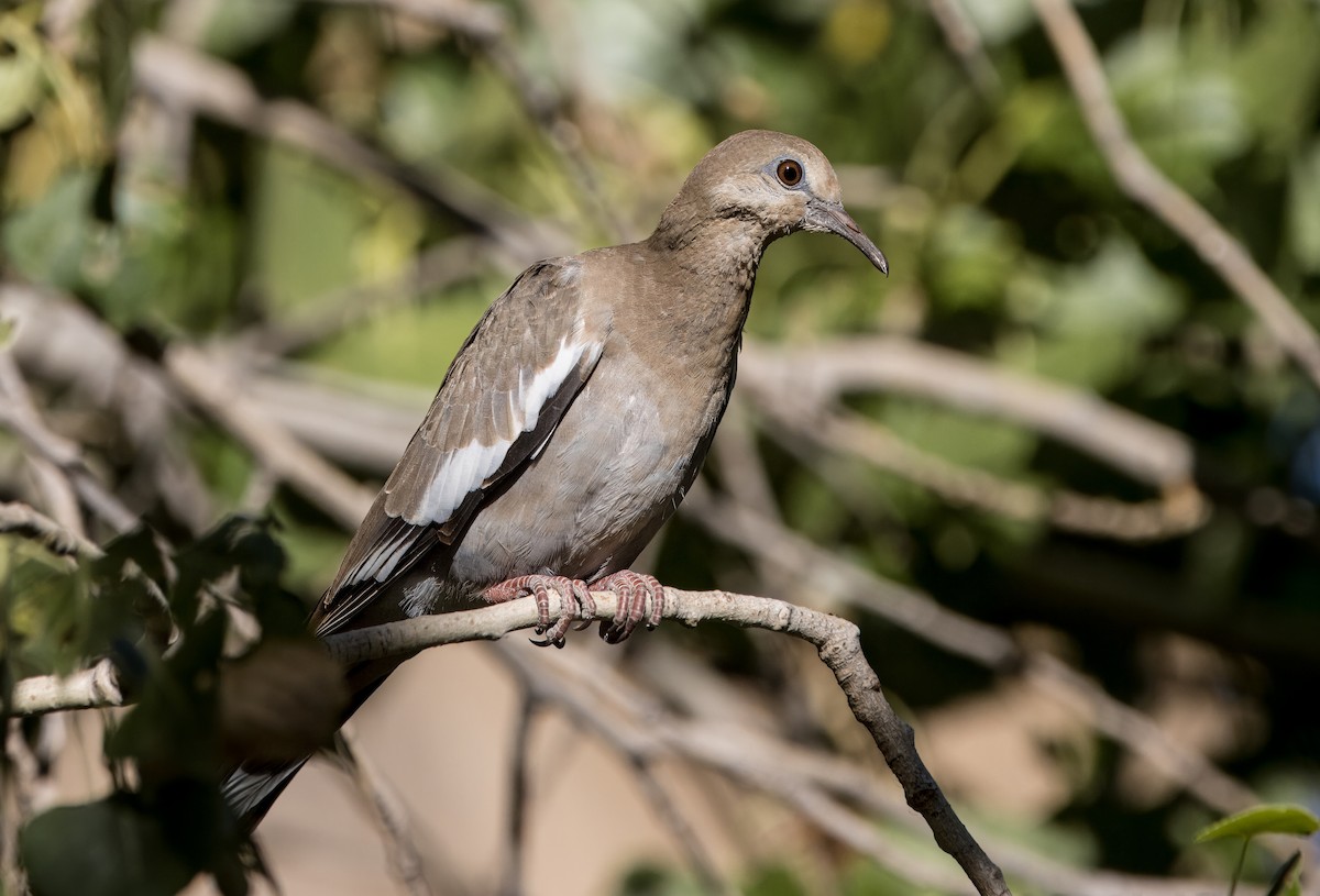 White-winged Dove - Daniel Ward