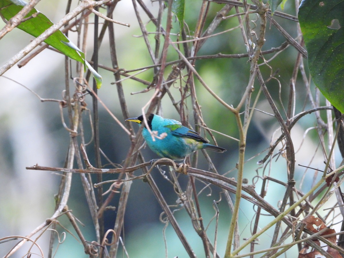 Green Honeycreeper - ML620762678