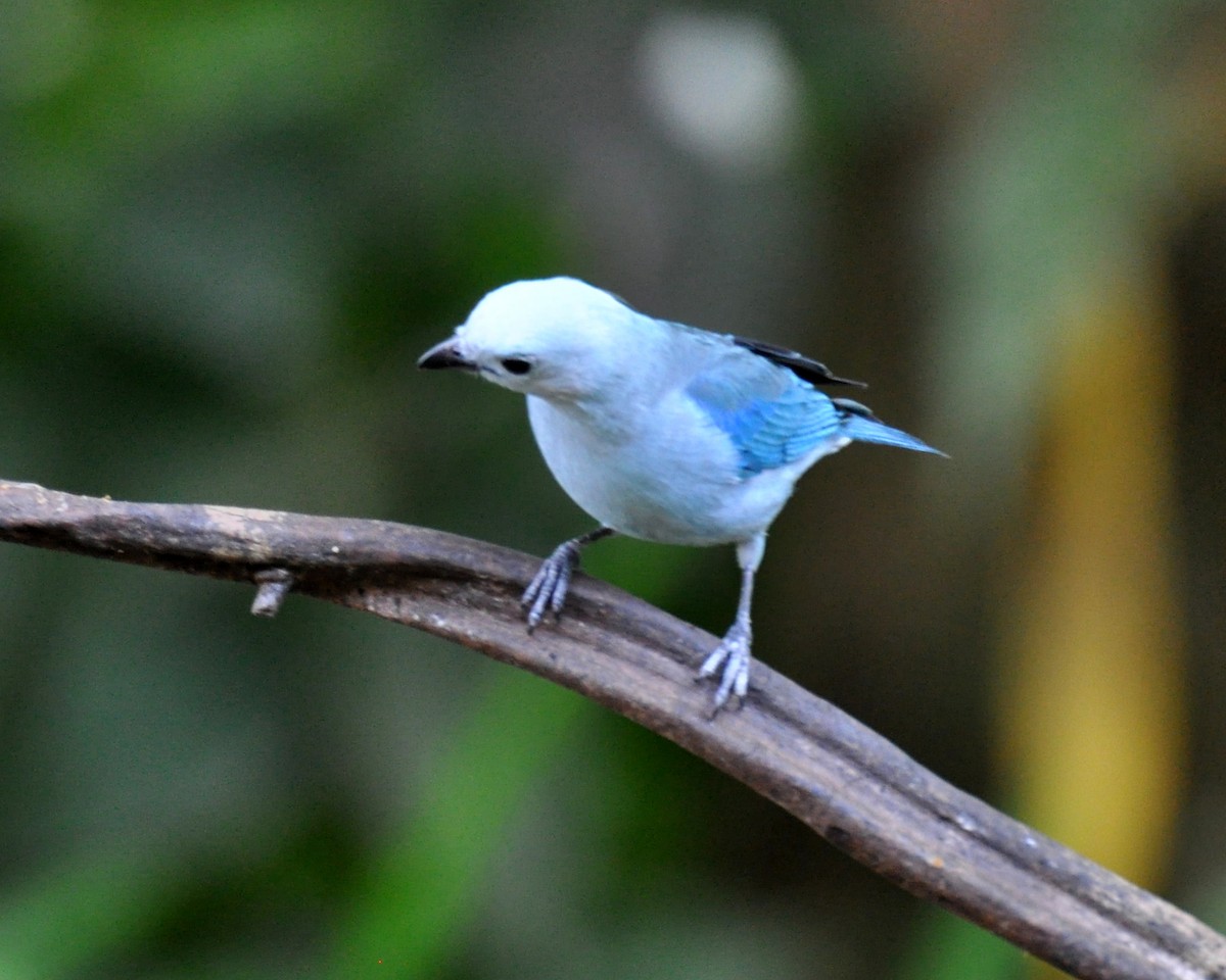 Blue-gray Tanager - ML620762680