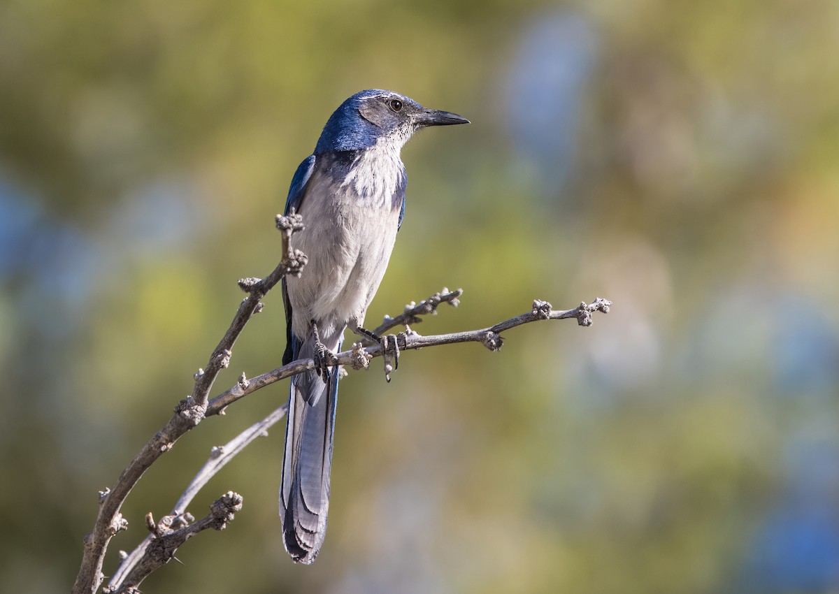 California Scrub-Jay - ML620762686