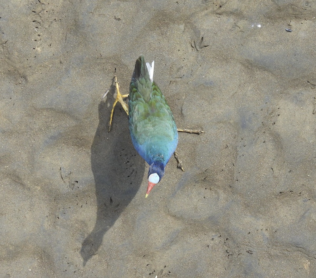 Purple Gallinule - Mary-Lane Baker