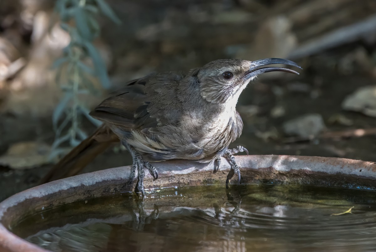 California Thrasher - ML620762699