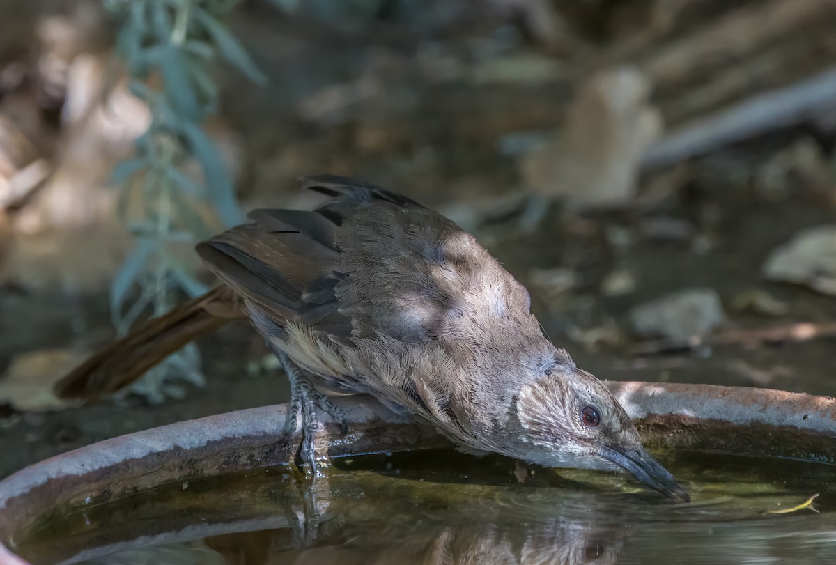 California Thrasher - ML620762700