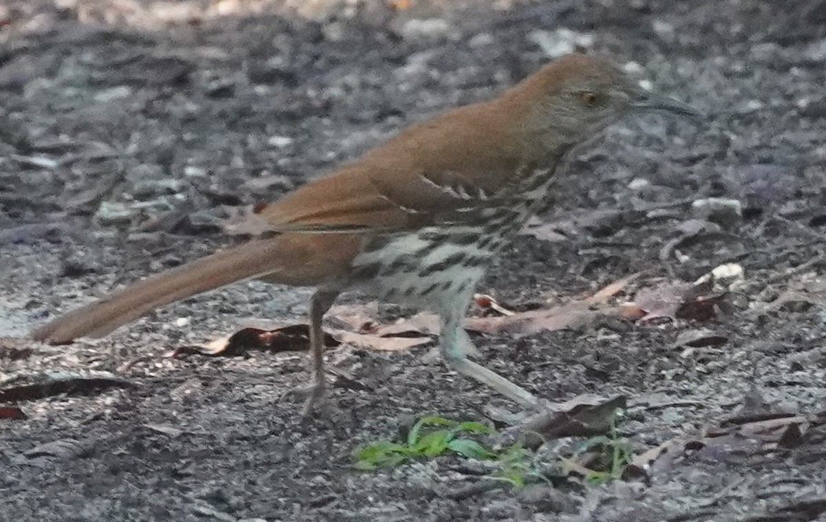 Brown Thrasher - ML620762710