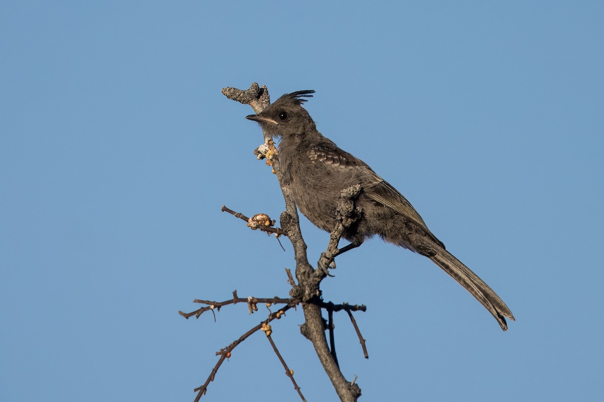 Phainopepla - Daniel Ward