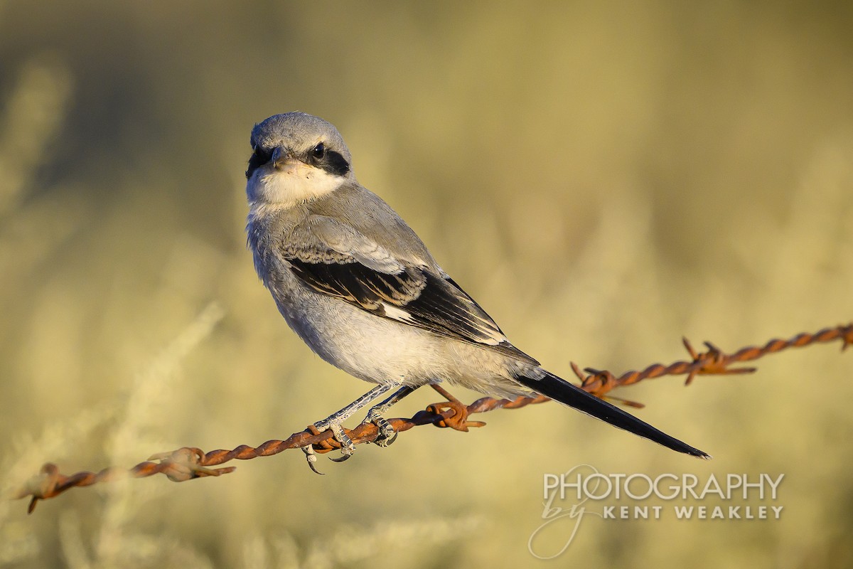 Loggerhead Shrike - Kent Weakley