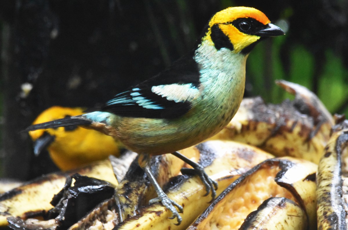Flame-faced Tanager - ML620762718