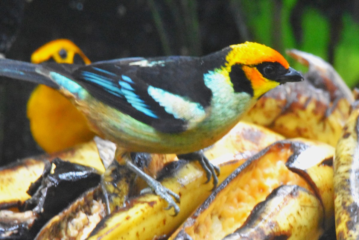 Flame-faced Tanager - ML620762720