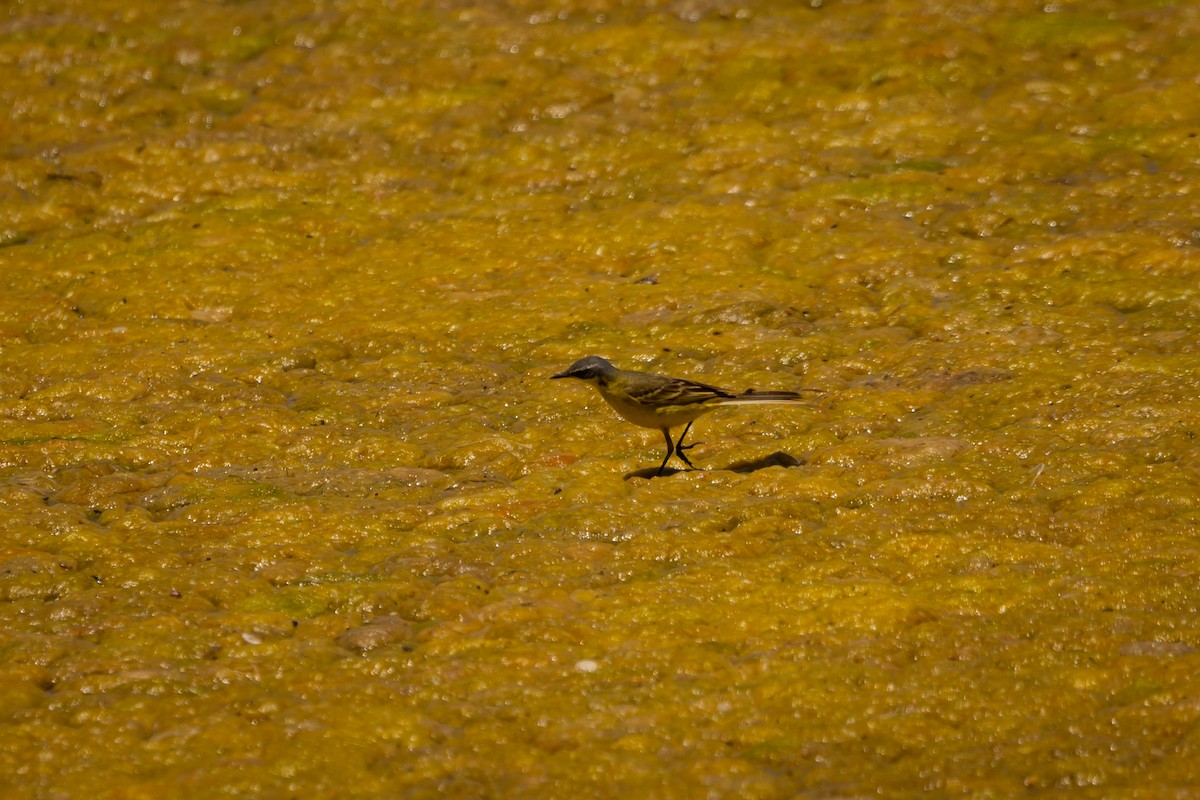 Western Yellow Wagtail - ML620762723