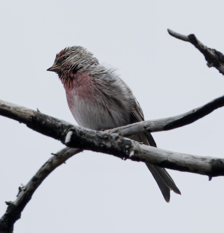 Common Redpoll - ML620762726