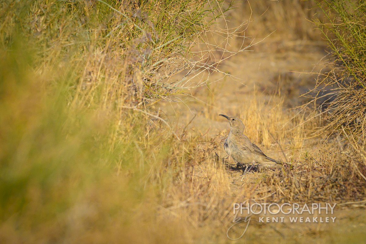 Cuitlacoche Pálido - ML620762728