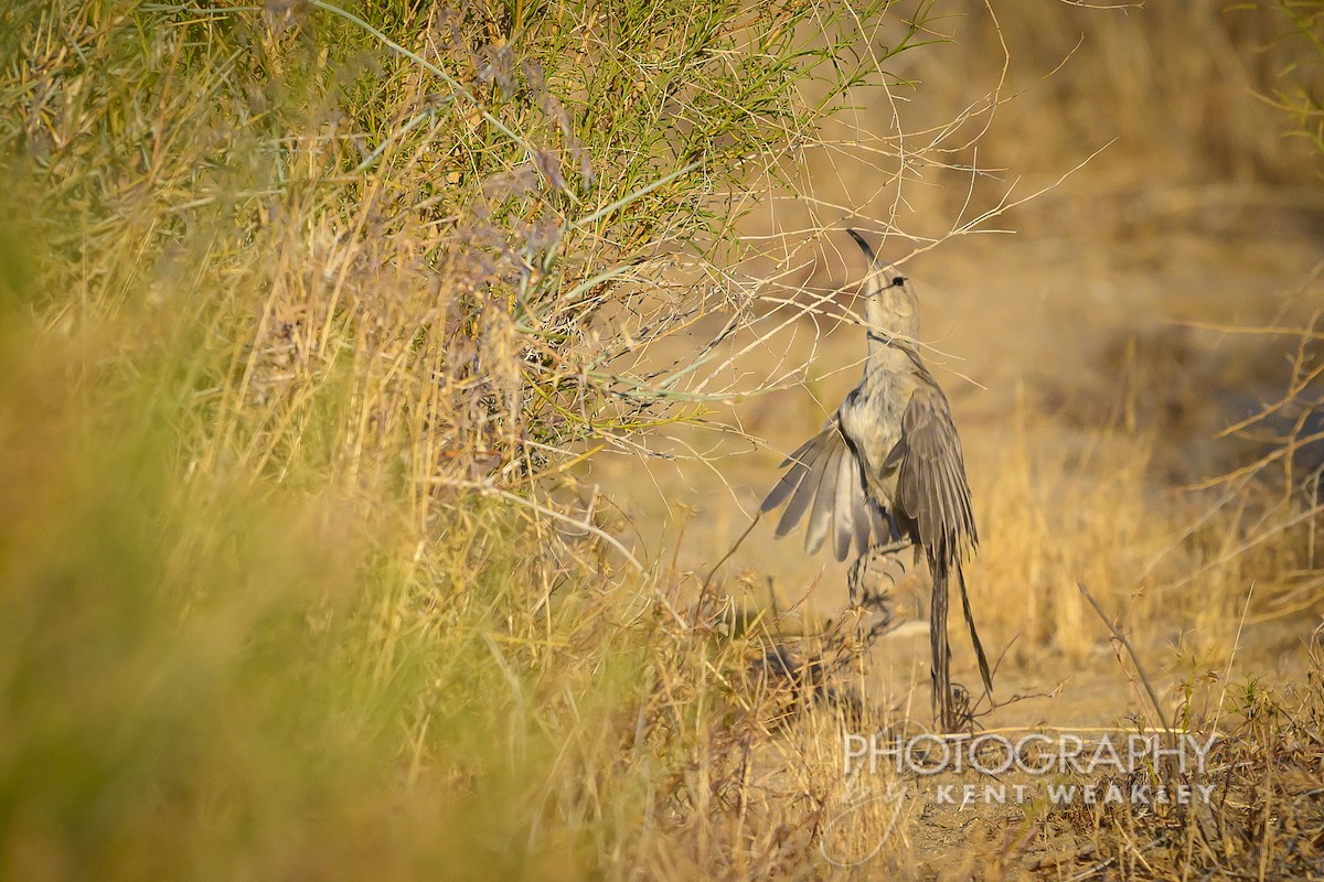 LeConte's Thrasher - ML620762729