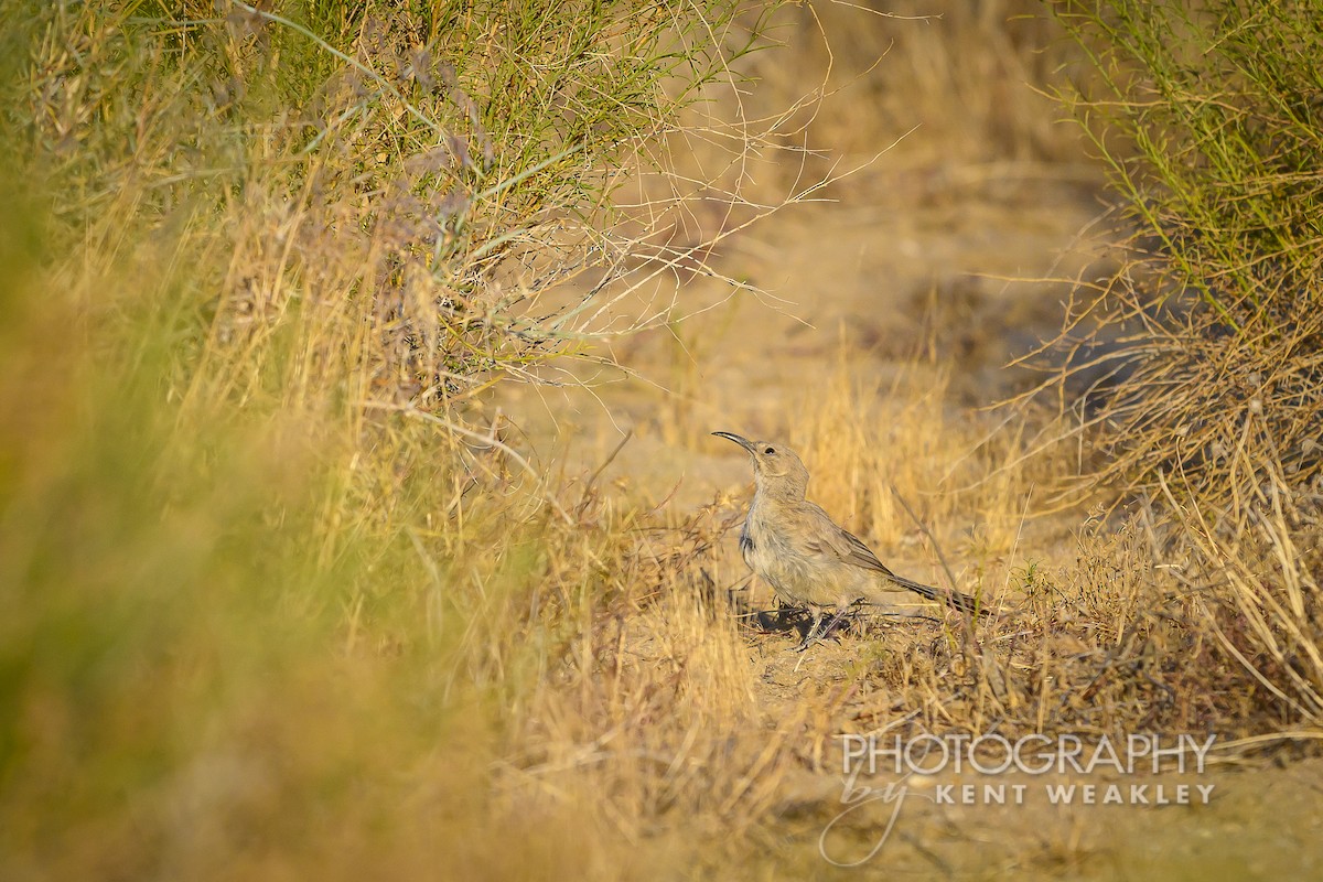 LeConte's Thrasher - ML620762730