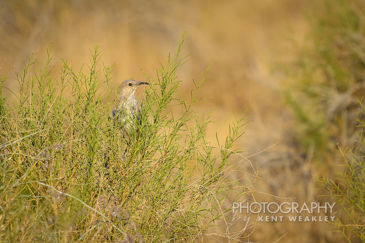 LeConte's Thrasher - ML620762731