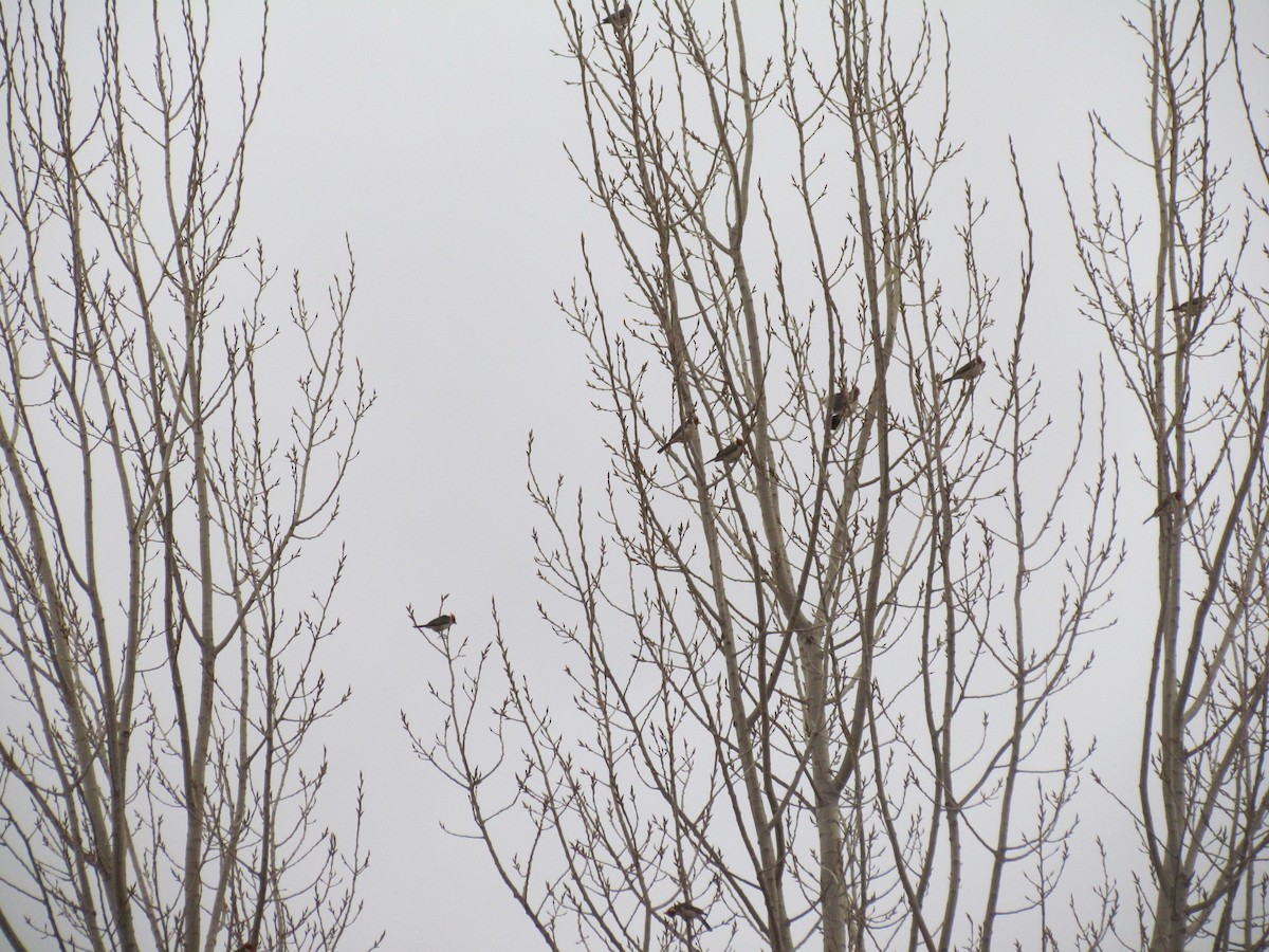 Red-crested Cardinal - ML620762733