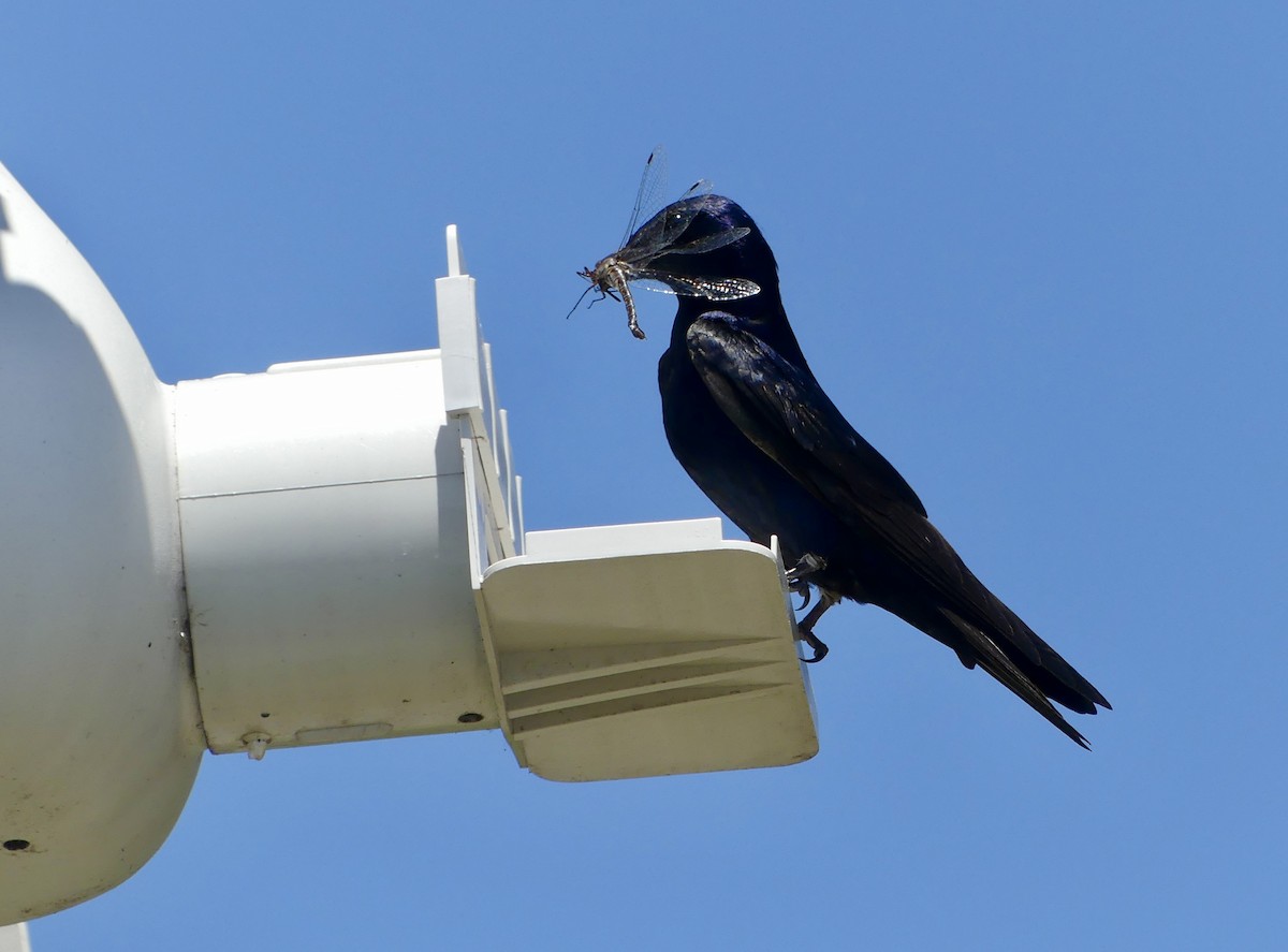 Purple Martin - Cindy Sherwood