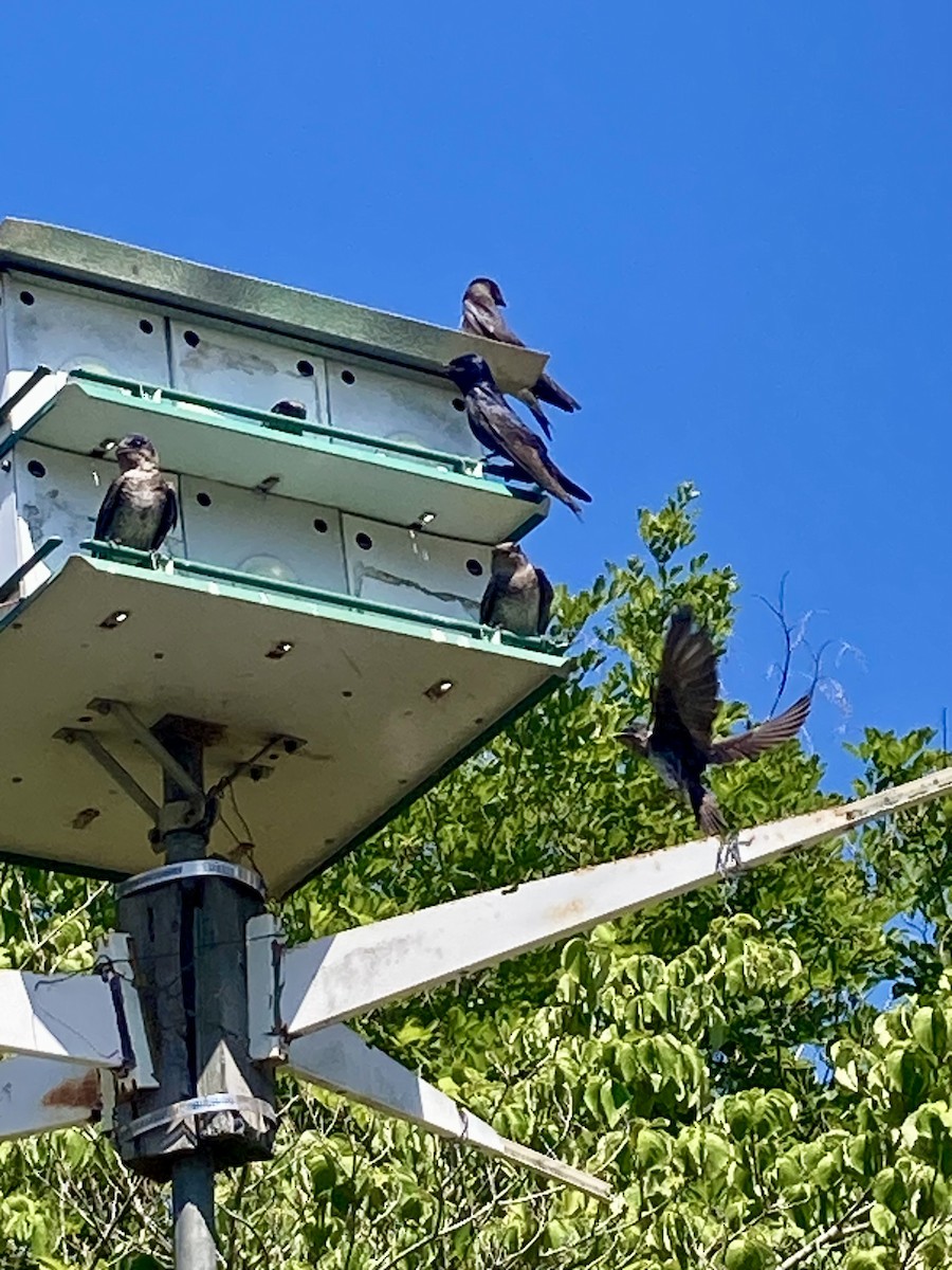 Purple Martin - Cindy Sherwood