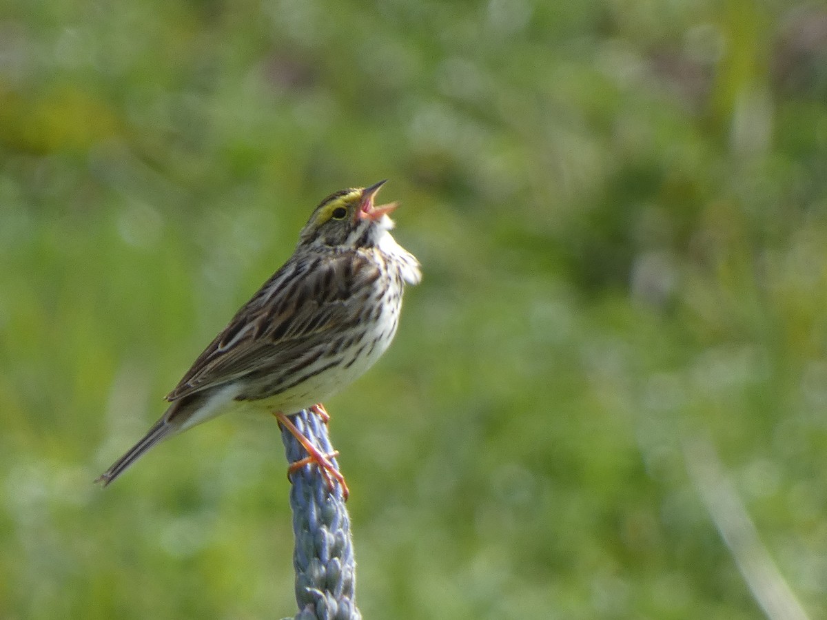 Savannah Sparrow - ML620762741