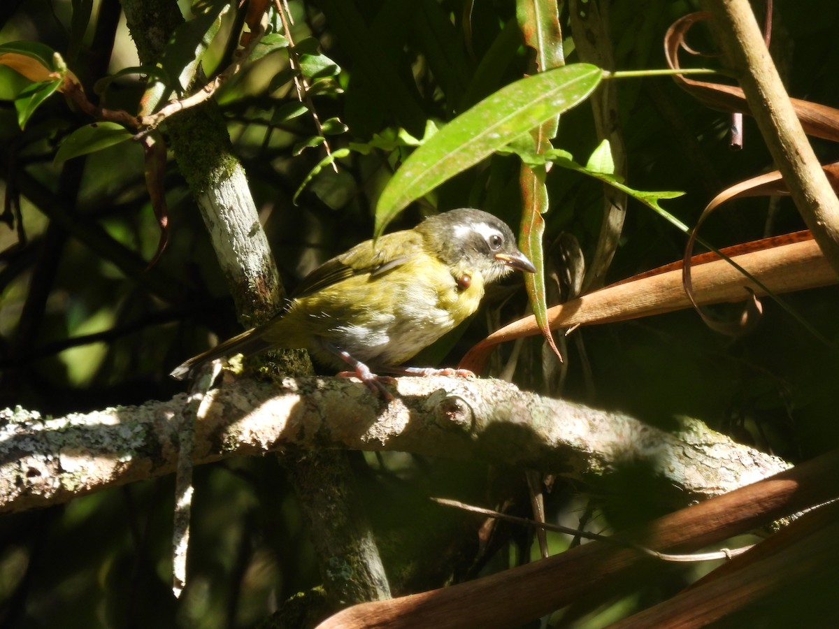 Common Chlorospingus - ML620762743