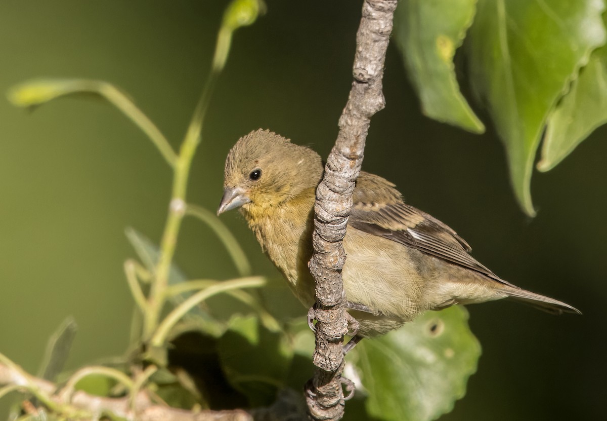 Lesser Goldfinch - ML620762745