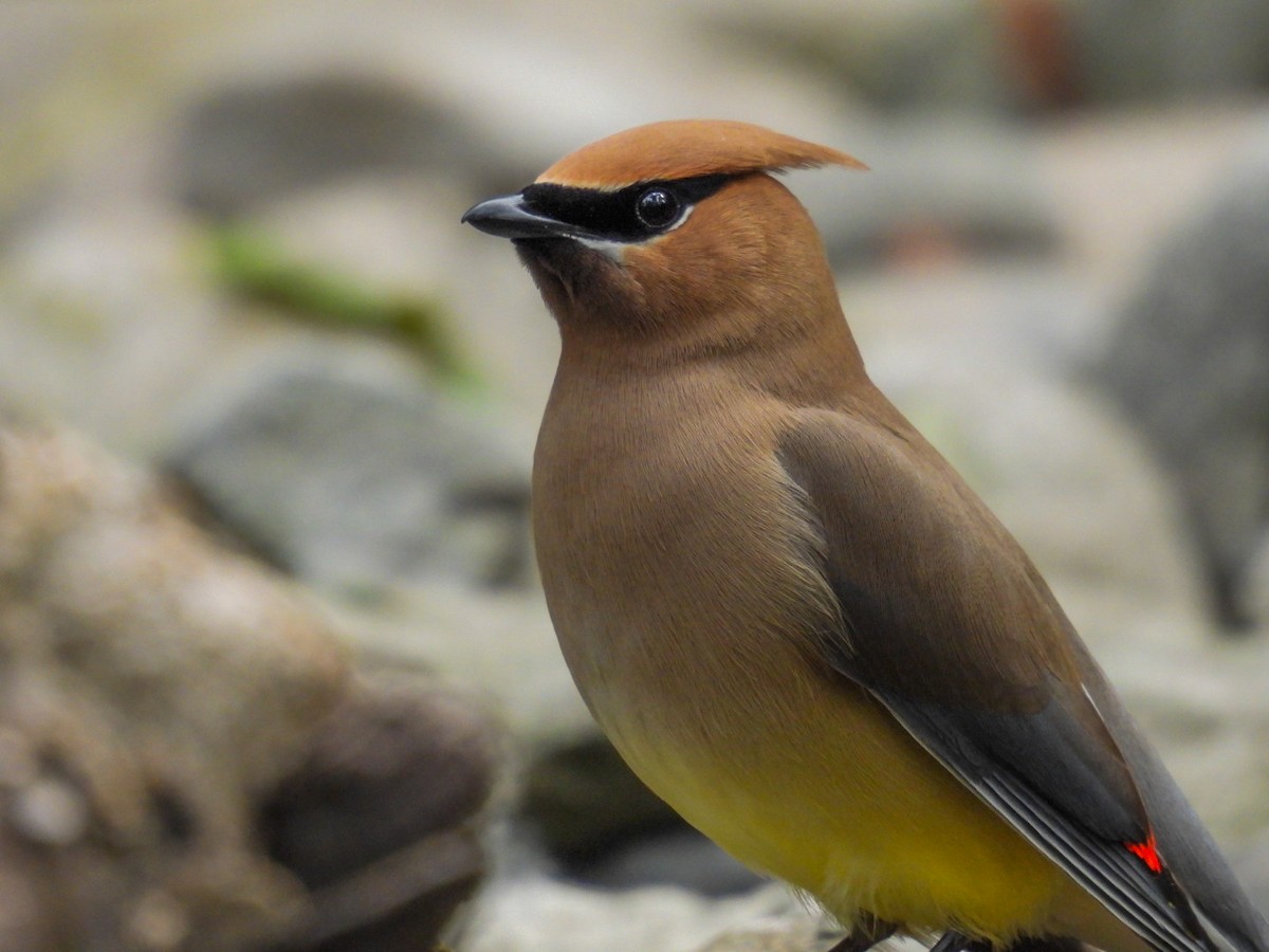 Cedar Waxwing - ML620762746