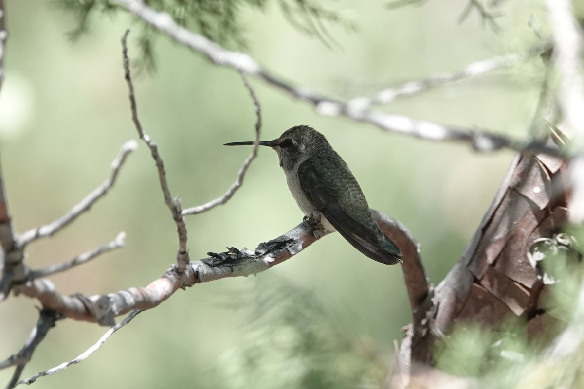 Costa's Hummingbird - ML620762747