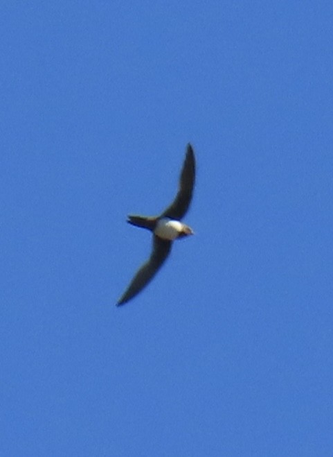 Alpine Swift - ML620762749