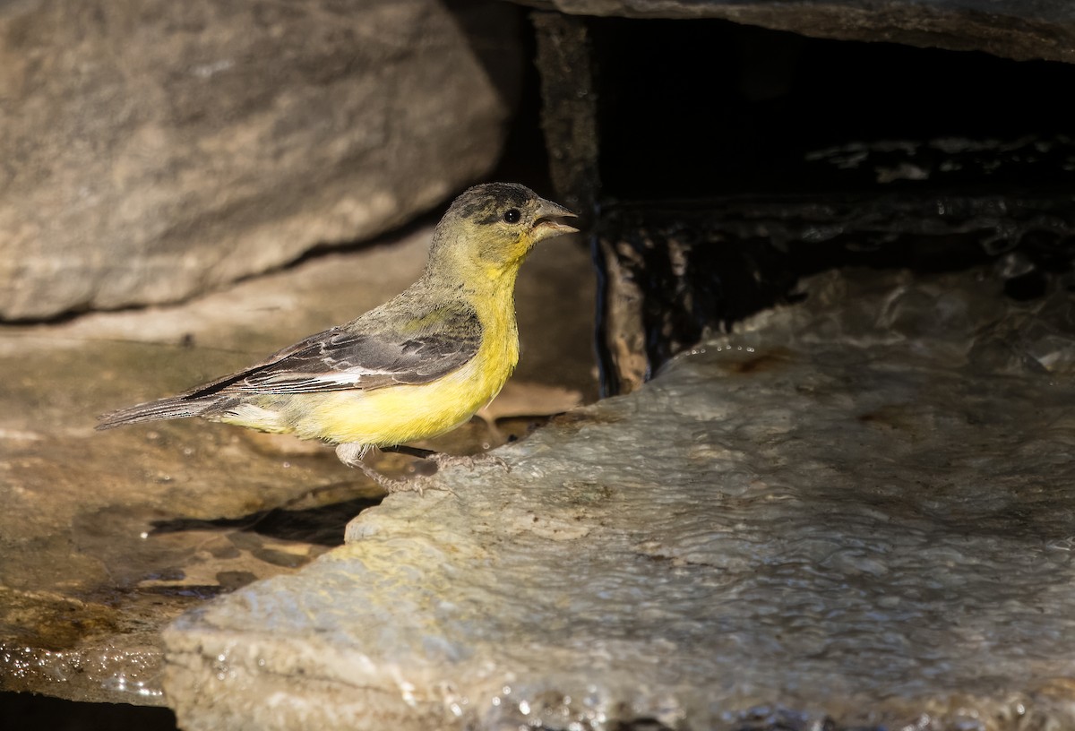 Lesser Goldfinch - ML620762750