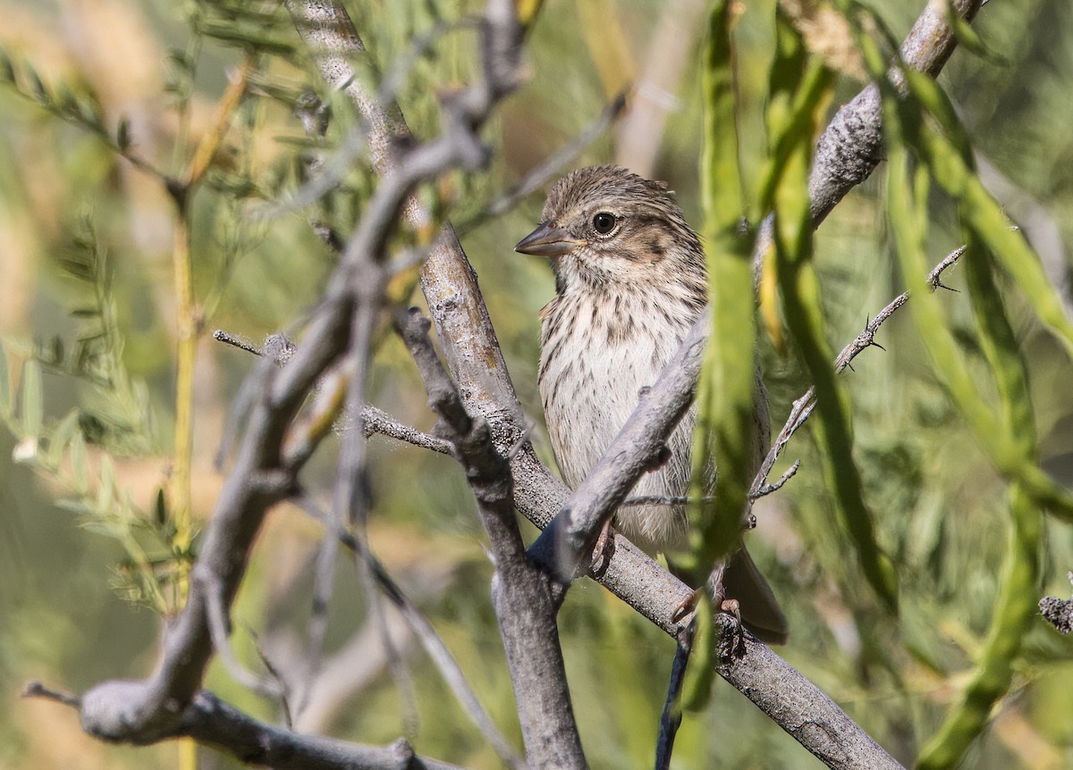 Song Sparrow - ML620762760