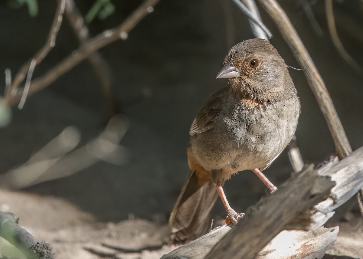 California Towhee - ML620762764