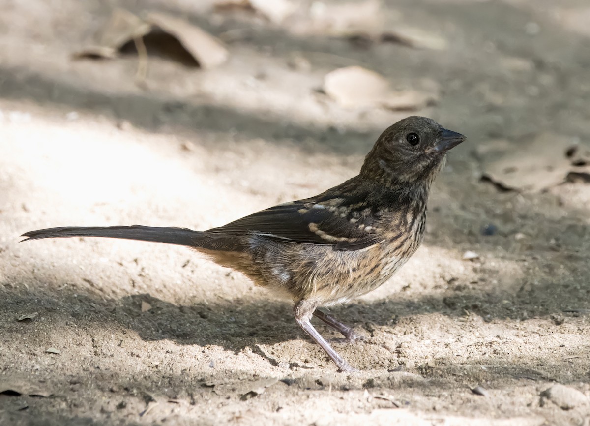 Spotted Towhee - ML620762775