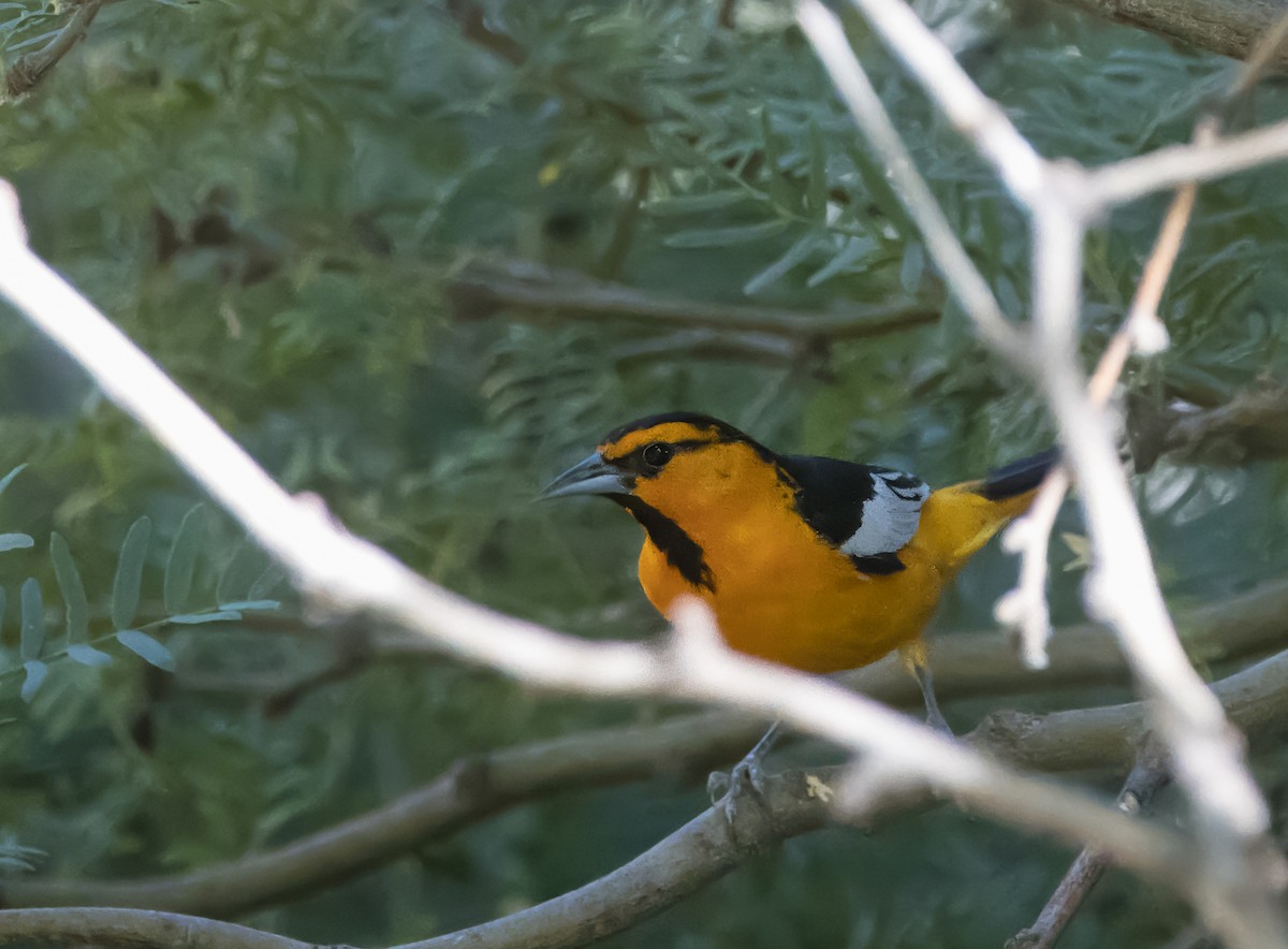 Oriole de Bullock - ML620762777