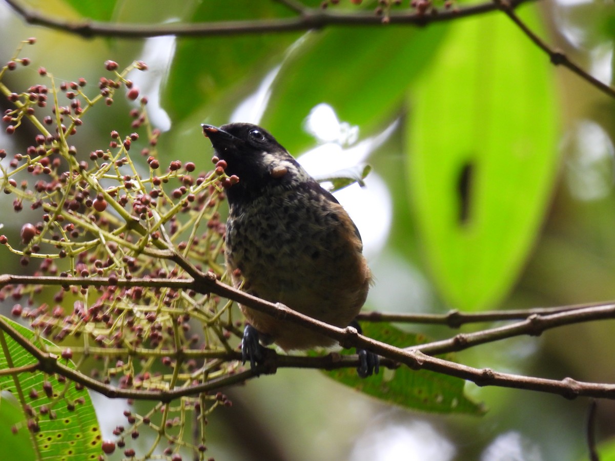 Spangle-cheeked Tanager - ML620762778