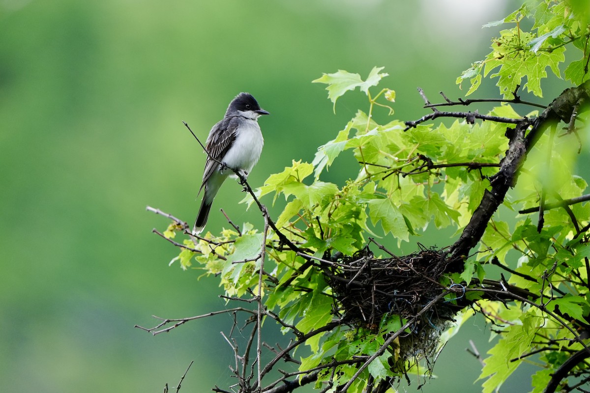 Eastern Kingbird - ML620762780